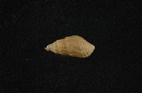 藏品(瘤蜷)的圖片